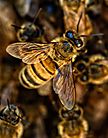 pszczoly www male